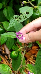 Capsicum pubescens