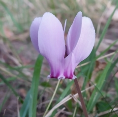 Cyclamen hederifolium