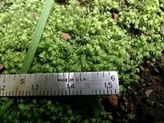 Bryopsida