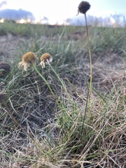 Tripleurospermum inodorum