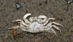 Hemigrapsus oregonensis