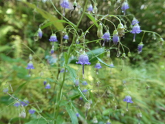 Campanula divaricata