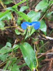 Commelina communis