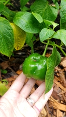 Capsicum pubescens