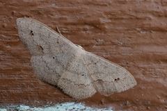 Scopula moorei
