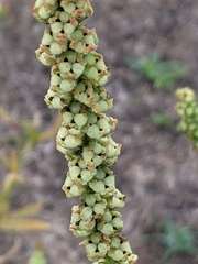 Reseda luteola