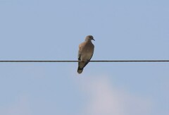 Streptopelia orientalis