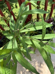 Vernonia noveboracensis