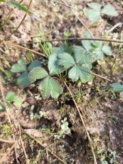 Pelargonium ternifolium