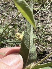 Croton