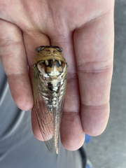 Megatibicen dealbatus