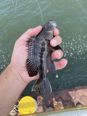 Centropristis striata