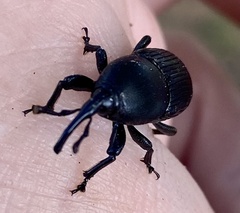 Scyphophorus acupunctatus
