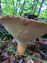 Polyporus radicatus