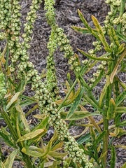 Reseda luteola