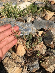 Potentilla amicarum
