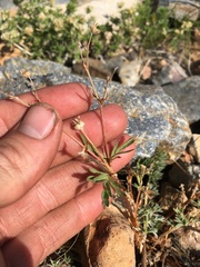 Potentilla amicarum