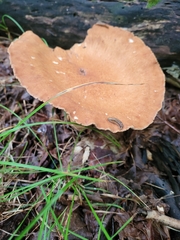 Polyporus radicatus