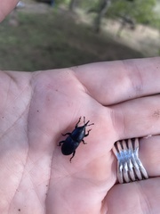 Scyphophorus acupunctatus