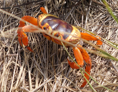 Gecarcinus lateralis