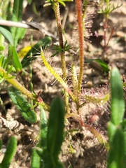 Drosera cistiflora