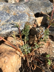 Potentilla amicarum