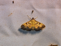 Diacme elealis