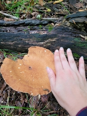 Polyporus radicatus