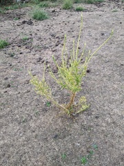 Reseda luteola