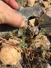 Potentilla amicarum