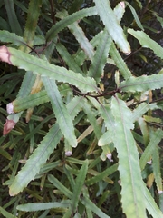 Elaeocarpus dentatus