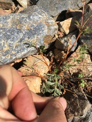 Potentilla amicarum