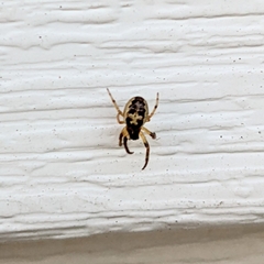 Larinioides cornutus