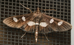 Desmia