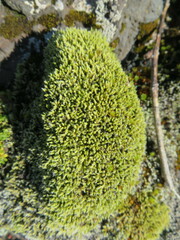 Racomitrium lanuginosum