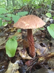 Aureoboletus russellii