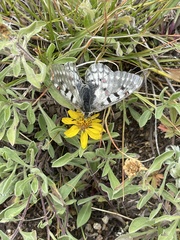 Parnassius smintheus