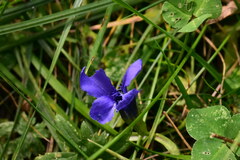 Gentianopsis ciliata