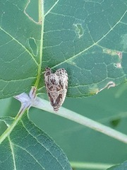 Olethreutes furfuranum