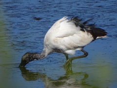 Threskiornis aethiopicus