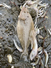 Paralichthys californicus