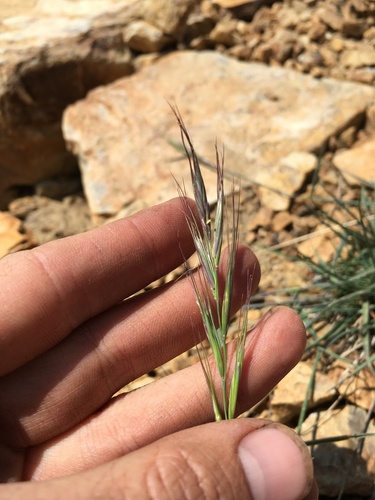 Image of Elymus sierrae by (c) Martin Purdy, some rights reserved (CC BY)
