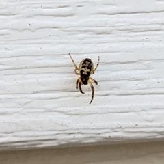 Larinioides cornutus