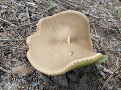 Boletaceae