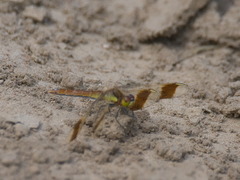 Sympetrum pedemontanum
