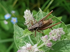 Roeseliana roeselii