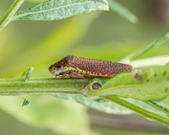 Paraulacizes irrorata