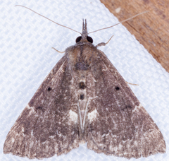 Hypena bijugalis