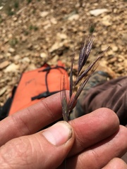 Elymus sierrae