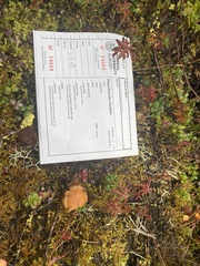 Cortinarius